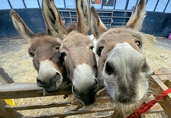 Donkeys at the Sanctuary.