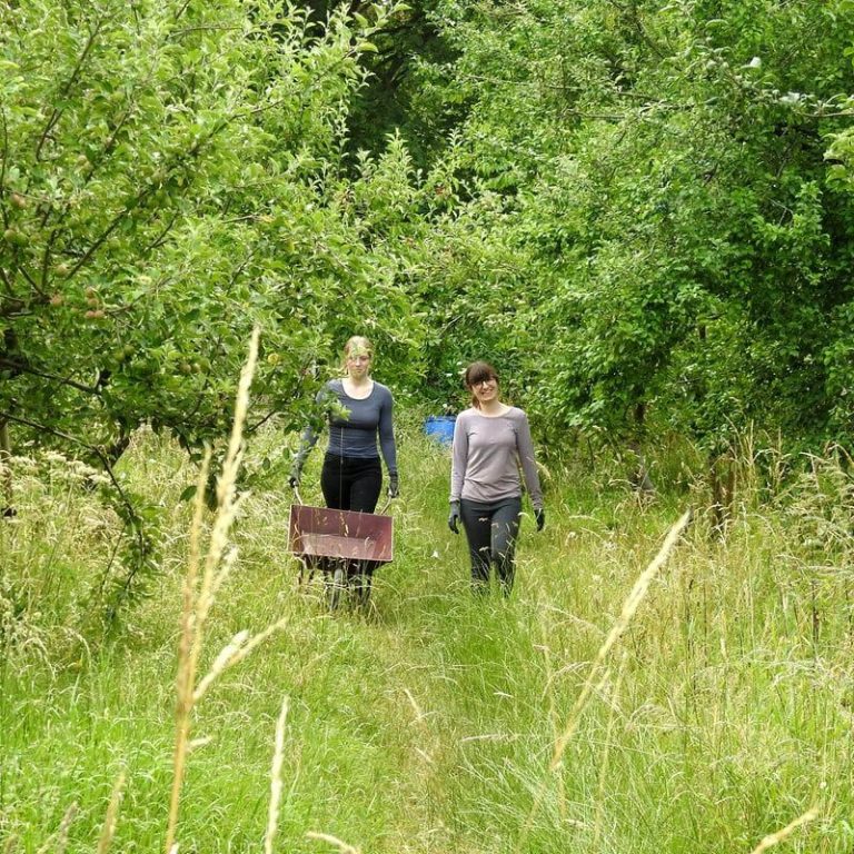 Two volunteers in a wildflower meadow Two employer-supported volunteers help out in a wildflower meadow.