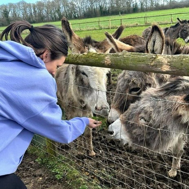 Volunteer at a donkey santuary An employer-supported volunteer helps out at a donkey sanctuary.